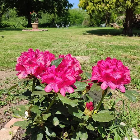 La Rose Paisible * Brusson